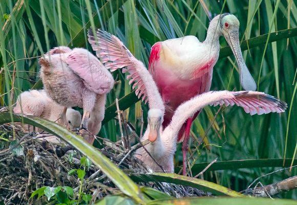 Roseate Spoonbills