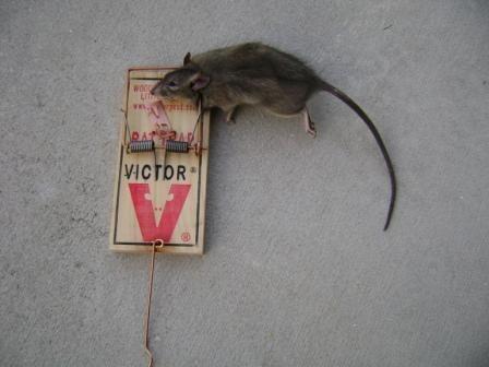 Rat compressed