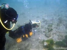 scuba diving baby dog