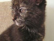 kitten07