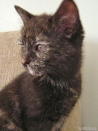 kitten07