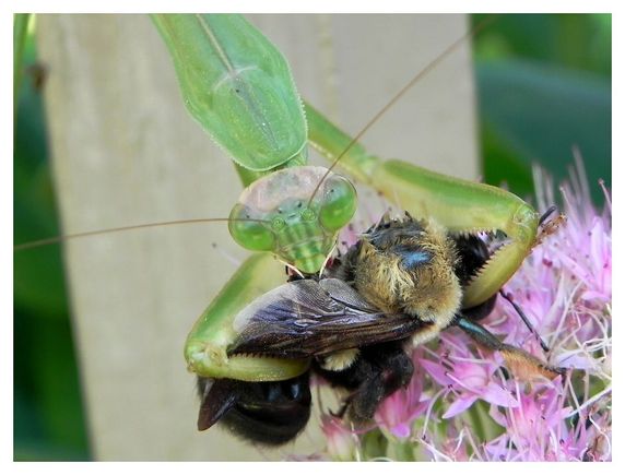 mantis06