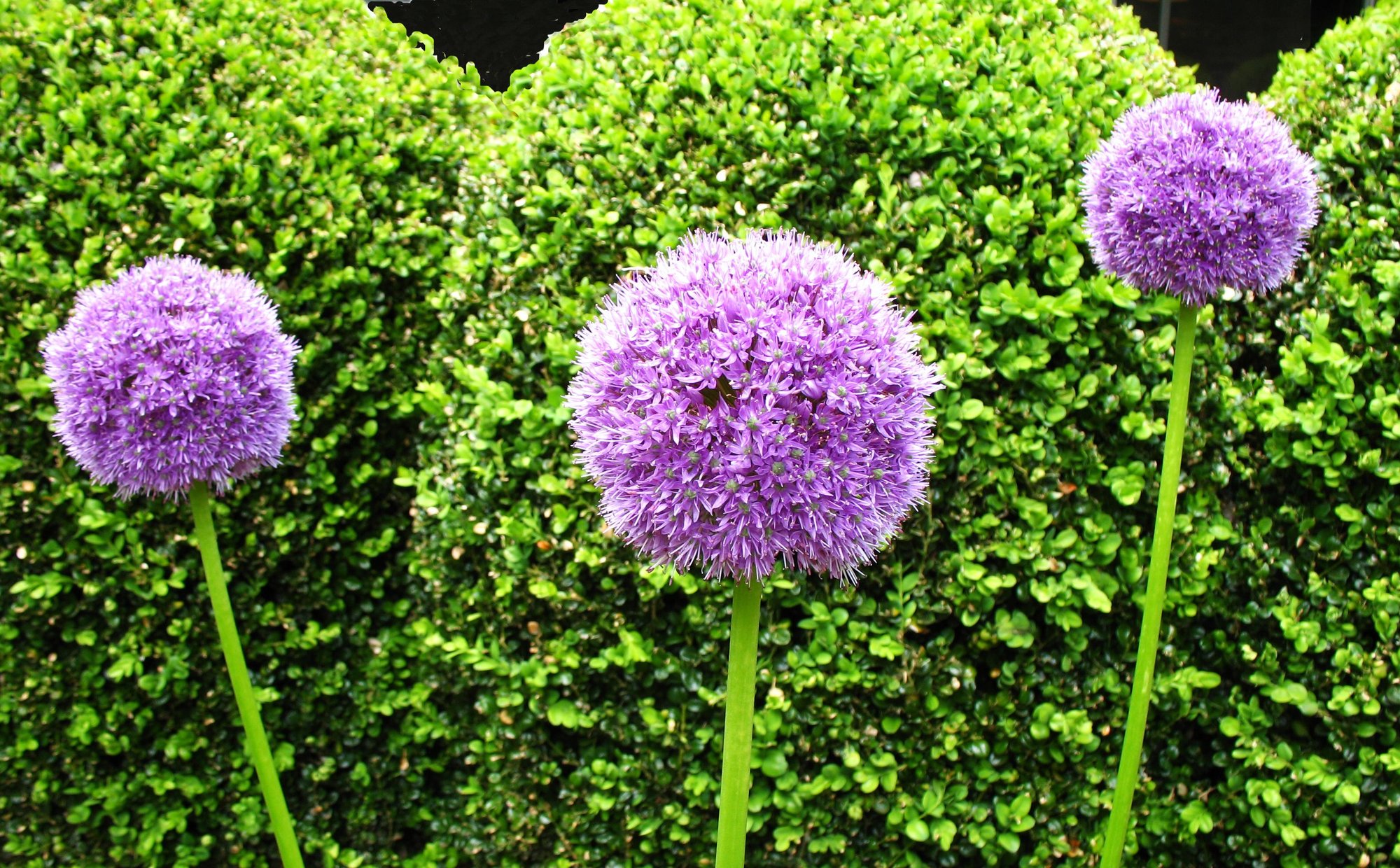 Trio of giant alliums "Globema... photo by leafpeeper on Garden Showcase