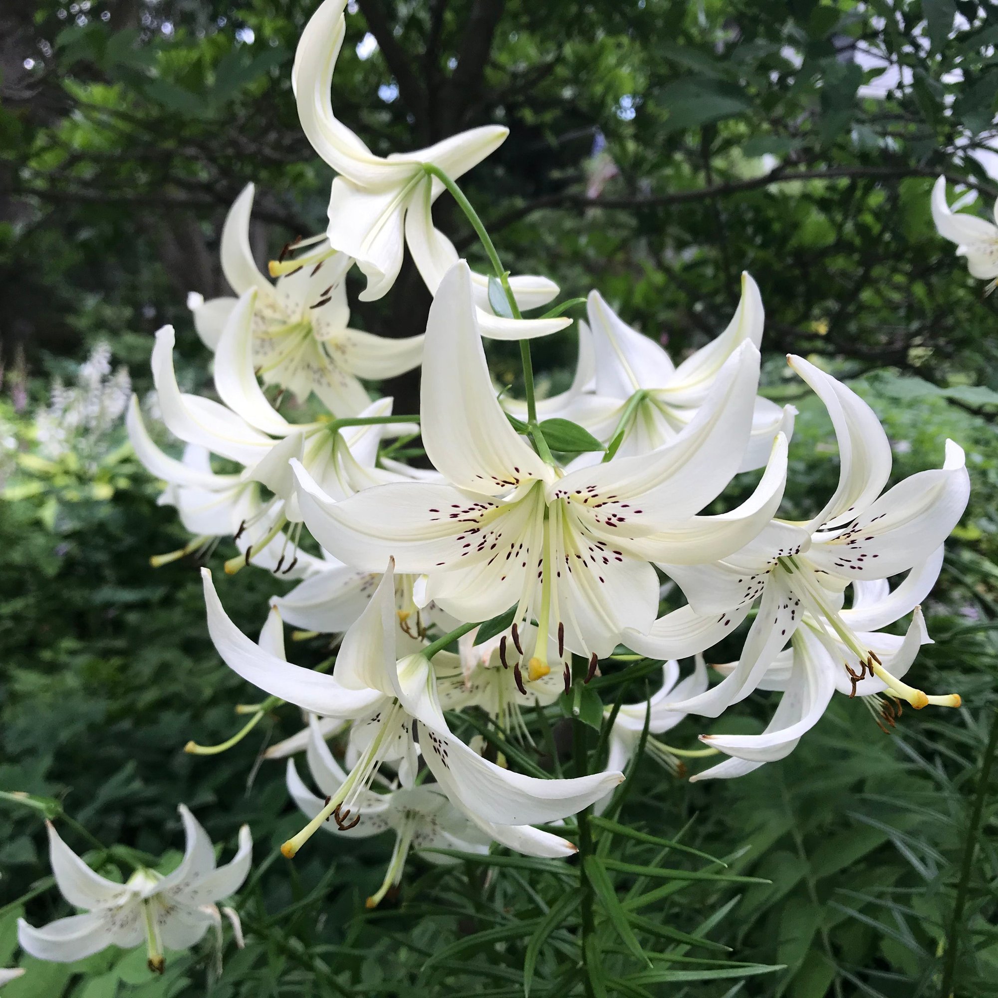 White Tiger Lily Photo By Bottlegreen On Garden Showcase   A74b0cbb D28f 404f Bb3e 08777836effd 7705af110868873d4f19a291450c7dcdc52d140a 