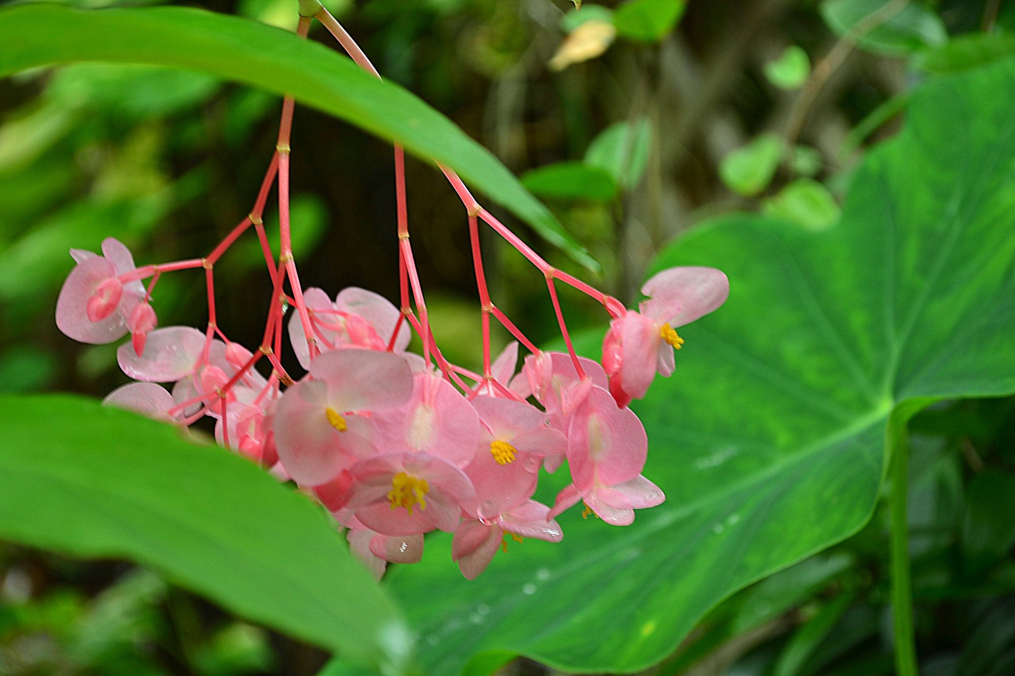 Cane Begonia photo by sunkissed on Garden Showcase
