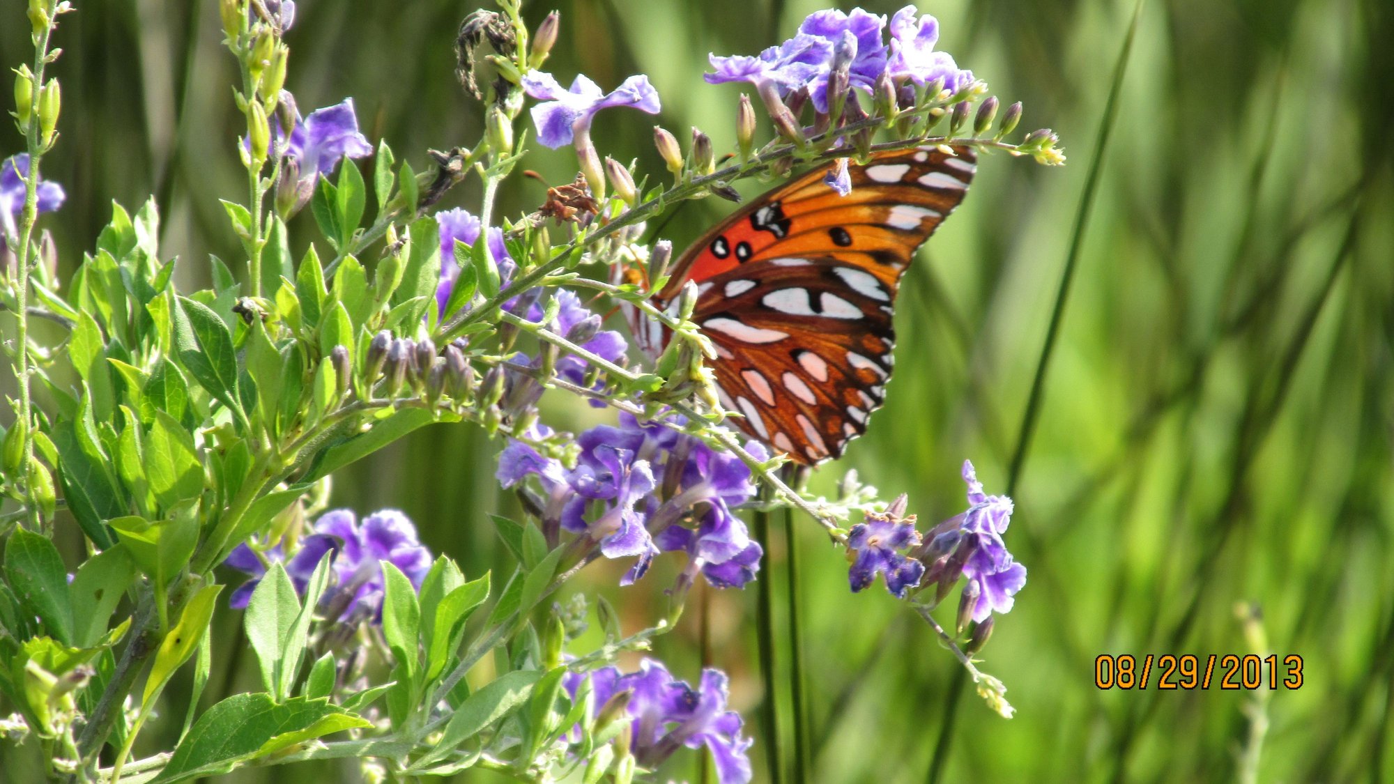 Mary's Garden photo by jardin2568 on Garden Showcase