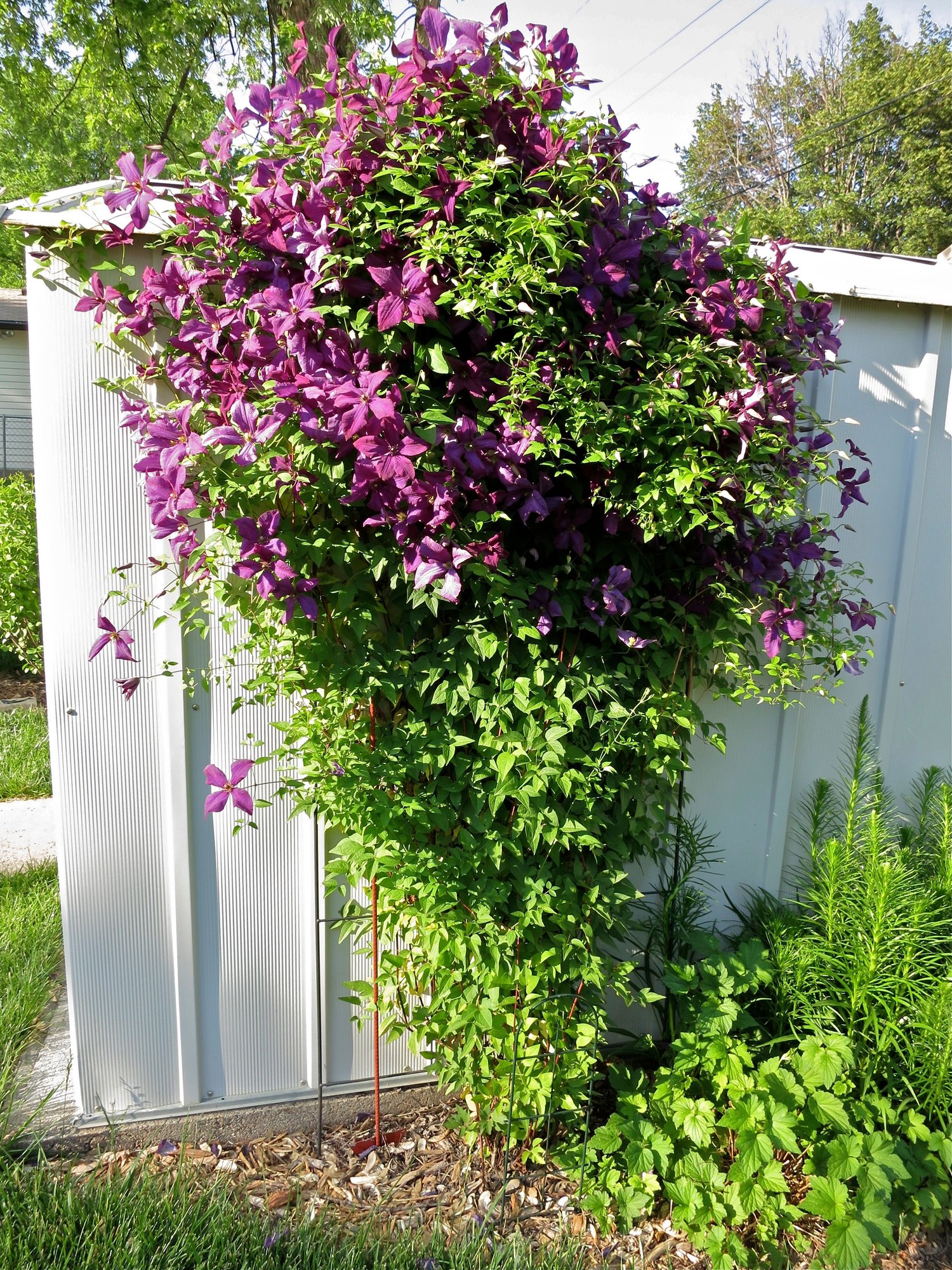 Clematis photo by 2rdkaiser on Garden Showcase