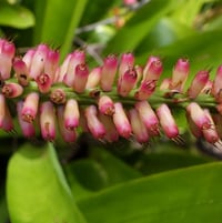 Bromeliad species