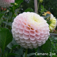 Camano Zoe:  1.5-3"/4.5ft Miniature Ball Light Blend Blush, softest whisper of pink with the eyes occasionally a bit deeper.   Sun exposure can make the color soften to an almost-white color with hints of pink.