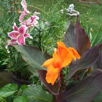 Canna lilies and lilies