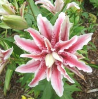Lilium Orientalis - Magic Star