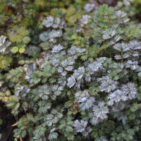 Acaena microphylla New Zeland burr forms a thick ground cover.