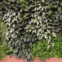 A wall of foliage.