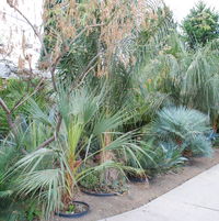 there is no lawn anymore... just dirt and palms (and lots of other stuff, too)