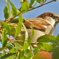 House Sparrow (Passer domesticus)