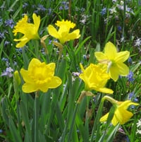 daffodil 'Dutch Master'