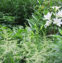 astilbe and 'Anne Marie's Dream'