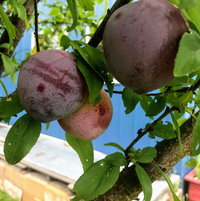 Our Santa Rosa plums produced fruit for the first year since planting them.