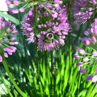 Allium: bumblebee