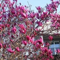 japanese Magnolia