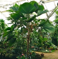 Licuala in greenhouse