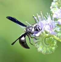 Monobia quadridens      Mason wasp