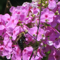 Just guessing thie is Phlox the bee is in ...