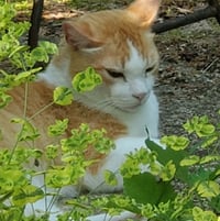 O.D. (named for Orange Dream Japanese Maple) resing in the garden