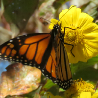 Monarch on False Sunflower ..