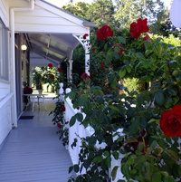 The Red Rose contrasts against the verandah