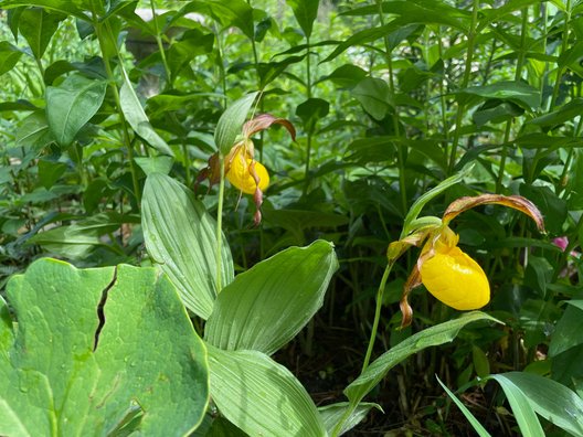 Garden Showcase: Share pictures of plants, flowers and landscape ideas