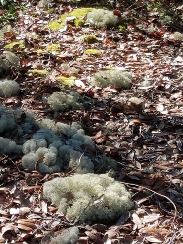 Mystery on the forest floor. Looks like cotton. Name anyone?