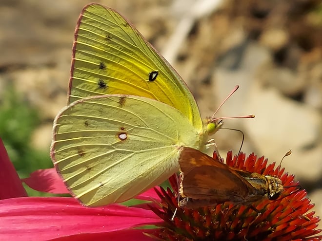Coneflower and butterfly