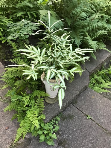 Back garden: potted fern
