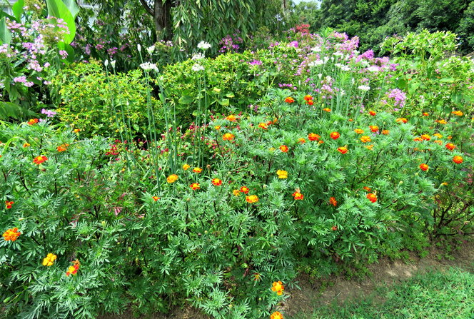 Layers of colors .. Marigolds - Sage - Phlox - Allium - Crepe Myrtle - plants that look like 4 o'clocks but aren't ... a peaceful Cottage Garden -  Down the Road ..