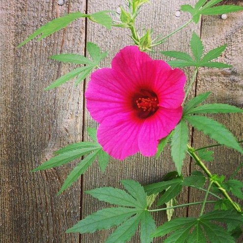 Texas Star Hibiscus Photo By Shezcrafty On Garden Showcase   83356ac62b6a11e389f722000ae91416 7 F5fac24ef89d79271b9c2251061065fffb1c42b5 