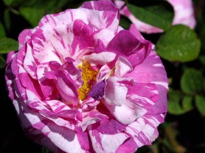 Gallica Rose 'Camaieux' bred by Gendron, France 1826