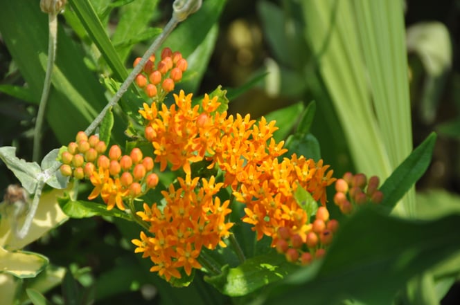 Asclepias tuberosa has bright orange flowers and is slow to emerge in the spring growing in the front garden
