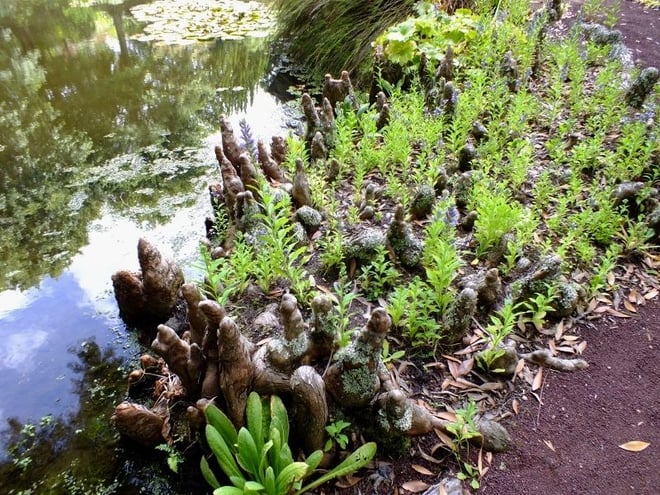 Bald Cypress (Taxodium distichum) - Cypress Pond