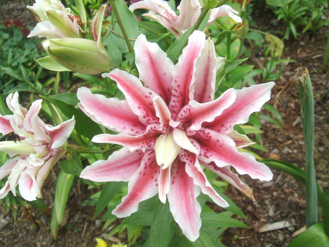 Lilium Orientalis - Magic Star