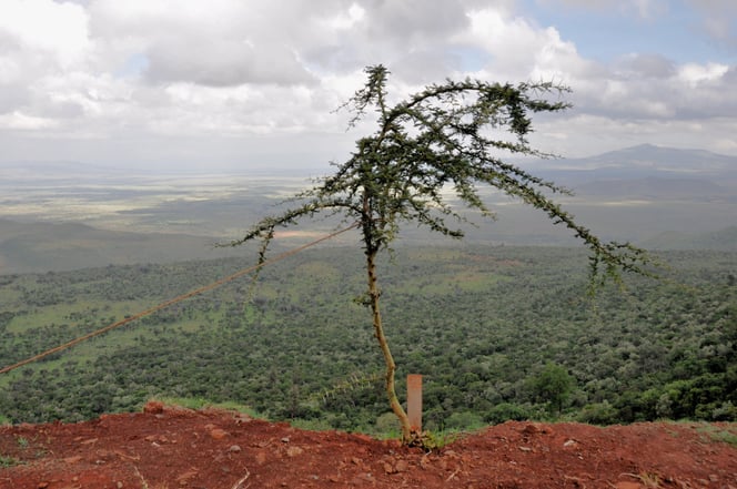 Not the best staking job I've seen for Acacia dreparalobium but looking down into the Great Rift Valley to see three countries at the same time made this one picture I'll always remember.