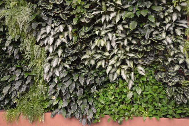 A wall of foliage.