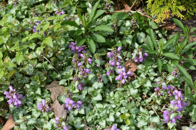 April 26th The lilac colored flowers on this Lamium 'Orchid Frost' begin blooming and last a long time with the ground cover foliage.