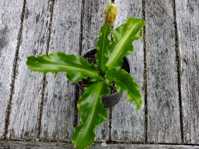 Veltheimia bracteata 'Yellow Comet' (Yellow Forest Lily)