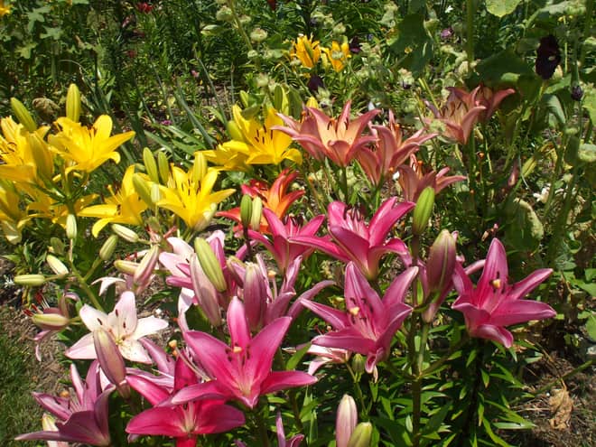 Lilies in the perennial garden - June 2016