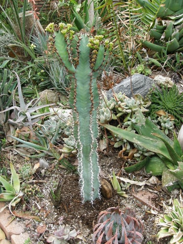 Euphorbia virosa, another favorite species