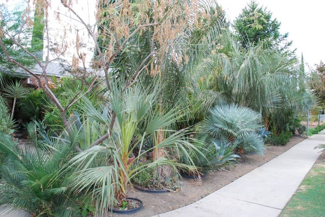 there is no lawn anymore... just dirt and palms (and lots of other stuff, too)
