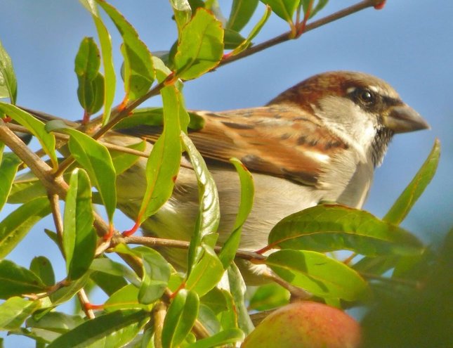 House Sparrow (Passer domesticus)