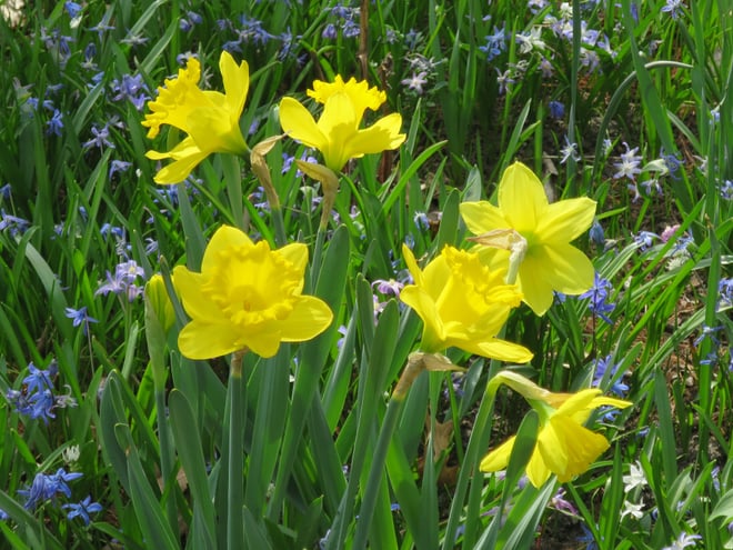 daffodil 'Dutch Master'