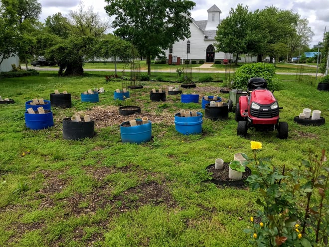 Half barrels arranged in a circle made up our sweet potato garden. The configuration allows for the free spreading of the vines. Leaves of the sweet potato vine are very nutritious, and we eat as many pounds of the leaves as we do our 200 pound sweet potato harvest.